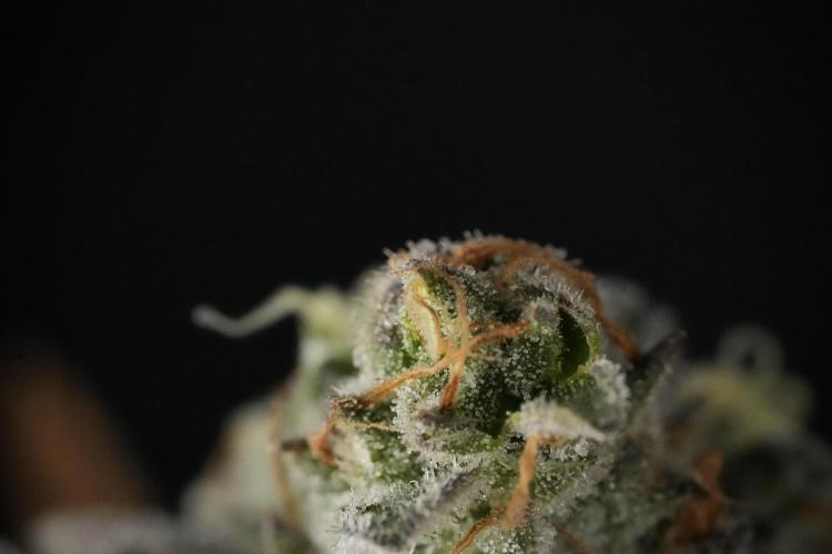 TicaL X Zamnesia-NectarDrip pack#268/750. Week 14 - Nectar Drop No Veg 12-12 from seed