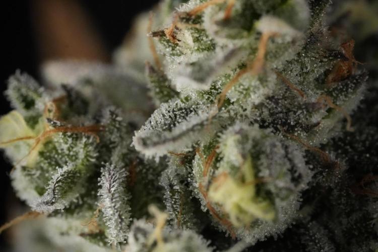 TicaL X Zamnesia-NectarDrip pack#268/750. Week 14 - Nectar Drop No Veg 12-12 from seed