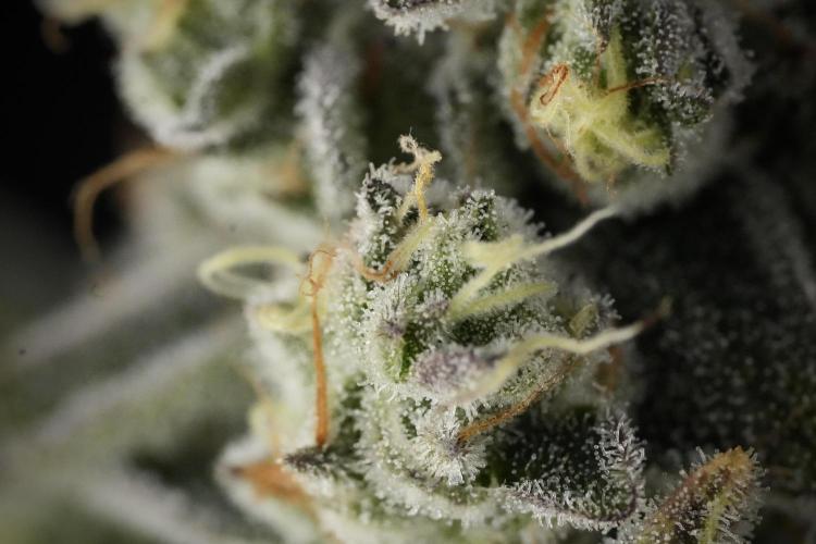 TicaL X Zamnesia-NectarDrip pack#268/750. Week 14 - Nectar Drop No Veg 12-12 from seed