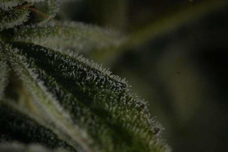 TicaL X Zamnesia-NectarDrip pack#268/750. Week 14 - Nectar Drop No Veg 12-12 from seed