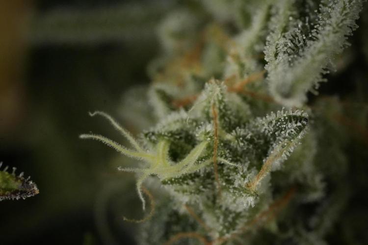 TicaL X Zamnesia-NectarDrip pack#268/750. Week 14 - Nectar Drop No Veg 12-12 from seed