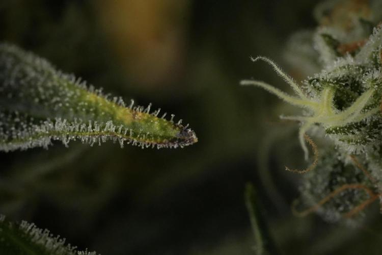 TicaL X Zamnesia-NectarDrip pack#268/750. Week 14 - Nectar Drop No Veg 12-12 from seed