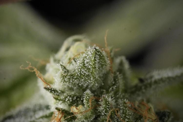 TicaL X Zamnesia-NectarDrip pack#268/750. Week 14 - Nectar Drop No Veg 12-12 from seed