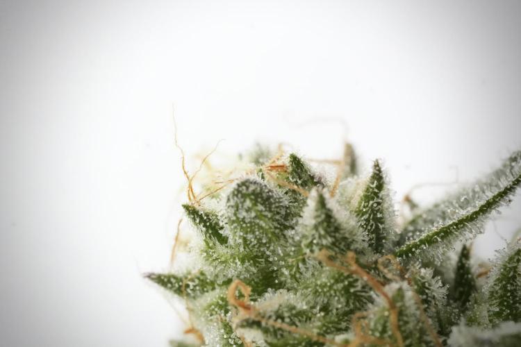 TicaL X Zamnesia-NectarDrip pack#268/750. Week 14 - Nectar Drop No Veg 12-12 from seed