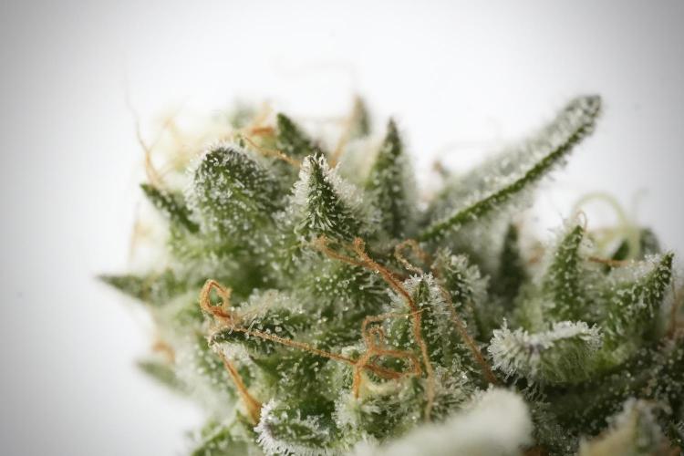 TicaL X Zamnesia-NectarDrip pack#268/750. Week 14 - Nectar Drop No Veg 12-12 from seed