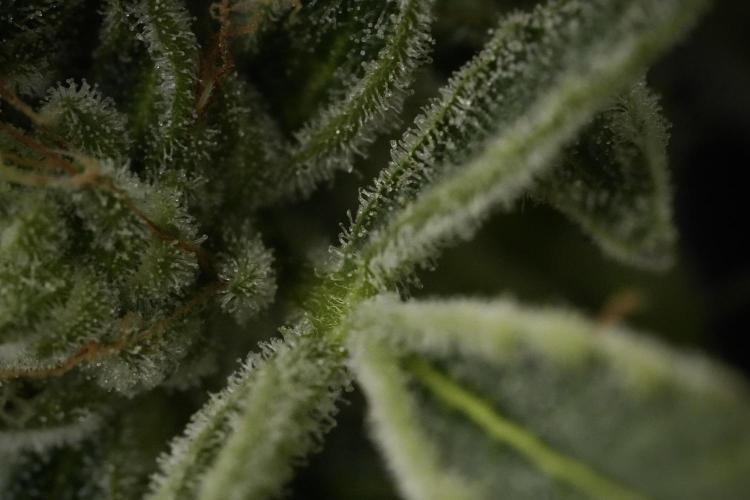 TicaL X Zamnesia-NectarDrip pack#268/750. Week 14 - Nectar Drop No Veg 12-12 from seed
