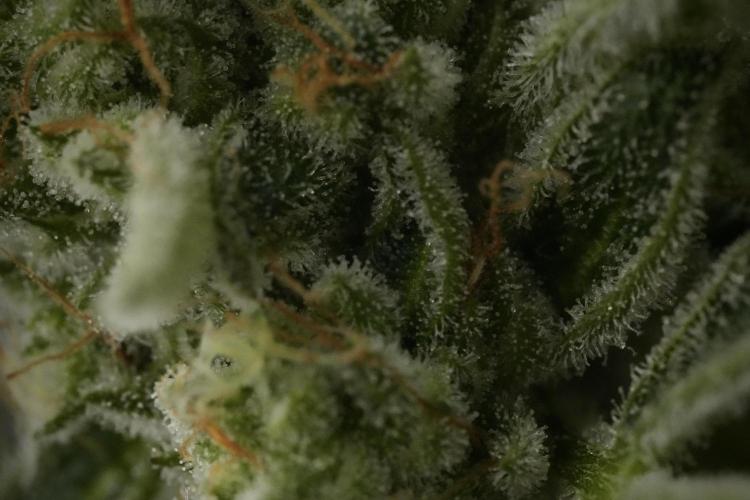 TicaL X Zamnesia-NectarDrip pack#268/750. Week 14 - Nectar Drop No Veg 12-12 from seed
