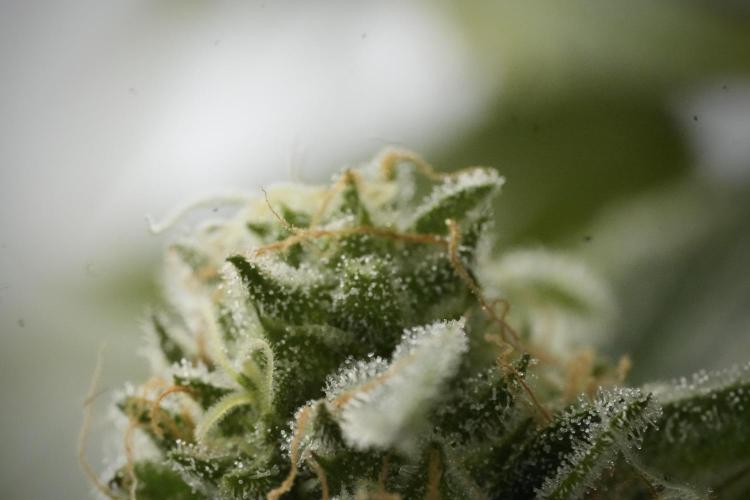 TicaL X Zamnesia-NectarDrip pack#268/750. Week 14 - Nectar Drop No Veg 12-12 from seed