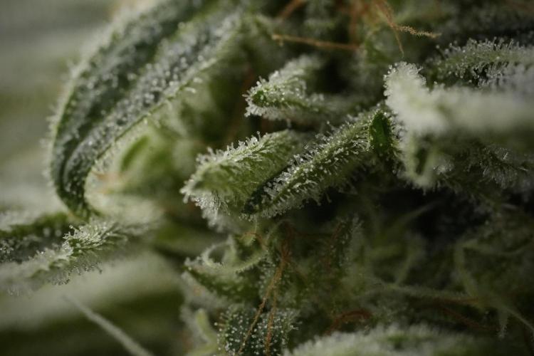 TicaL X Zamnesia-NectarDrip pack#268/750. Week 14 - Nectar Drop No Veg 12-12 from seed