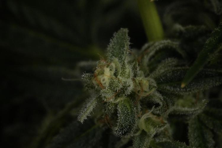 TicaL X Zamnesia-NectarDrip pack#268/750. Week 14 - Nectar Drop No Veg 12-12 from seed