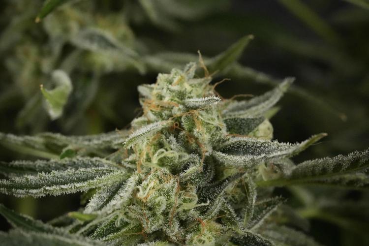 TicaL X Zamnesia-NectarDrip pack#268/750. Week 14 - Nectar Drop No Veg 12-12 from seed