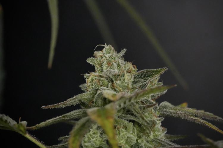 TicaL X Zamnesia-NectarDrip pack#268/750. Week 14 - Nectar Drop No Veg 12-12 from seed