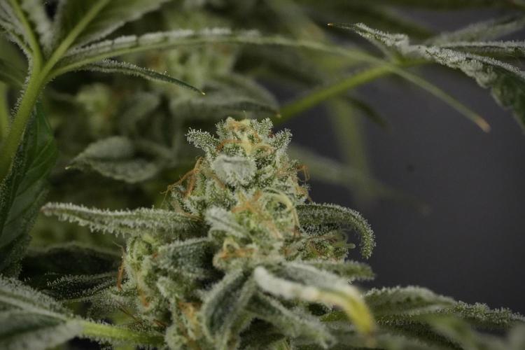 TicaL X Zamnesia-NectarDrip pack#268/750. Week 14 - Nectar Drop No Veg 12-12 from seed