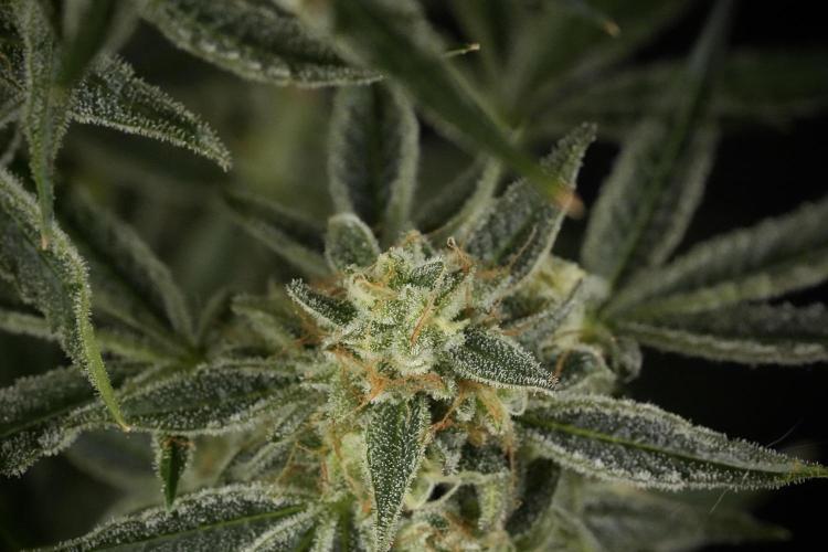 TicaL X Zamnesia-NectarDrip pack#268/750. Week 14 - Nectar Drop No Veg 12-12 from seed