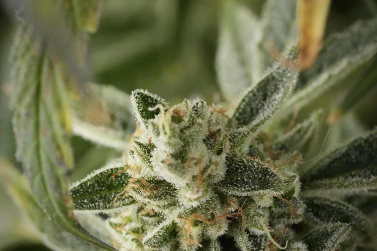 TicaL X Zamnesia-NectarDrip pack#268/750. Week 14 - Nectar Drop No Veg 12-12 from seed