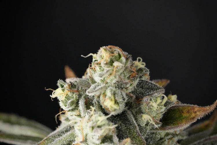 TicaL X Zamnesia-NectarDrip pack#268/750. Week 14 - Nectar Drop No Veg 12-12 from seed