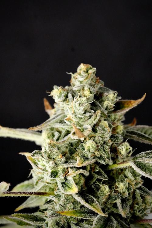 TicaL X Zamnesia-NectarDrip pack#268/750. Week 14 - Nectar Drop No Veg 12-12 from seed