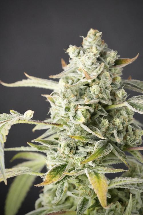 TicaL X Zamnesia-NectarDrip pack#268/750. Week 14 - Nectar Drop No Veg 12-12 from seed