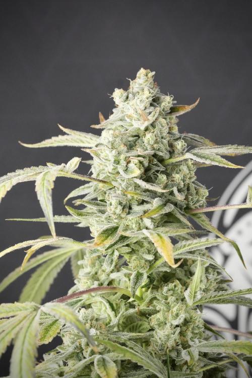 TicaL X Zamnesia-NectarDrip pack#268/750. Week 14 - Nectar Drop No Veg 12-12 from seed