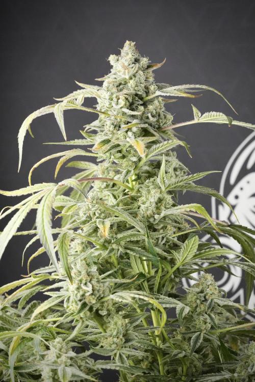 TicaL X Zamnesia-NectarDrip pack#268/750. Week 14 - Nectar Drop No Veg 12-12 from seed