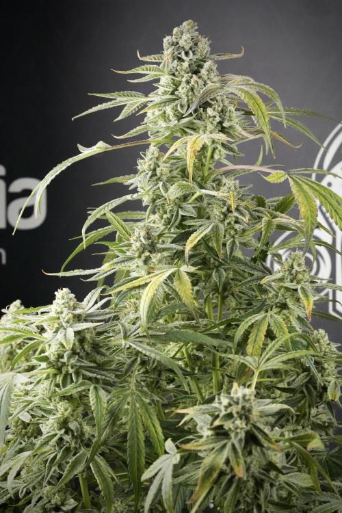 TicaL X Zamnesia-NectarDrip pack#268/750. Week 14 - Nectar Drop No Veg 12-12 from seed