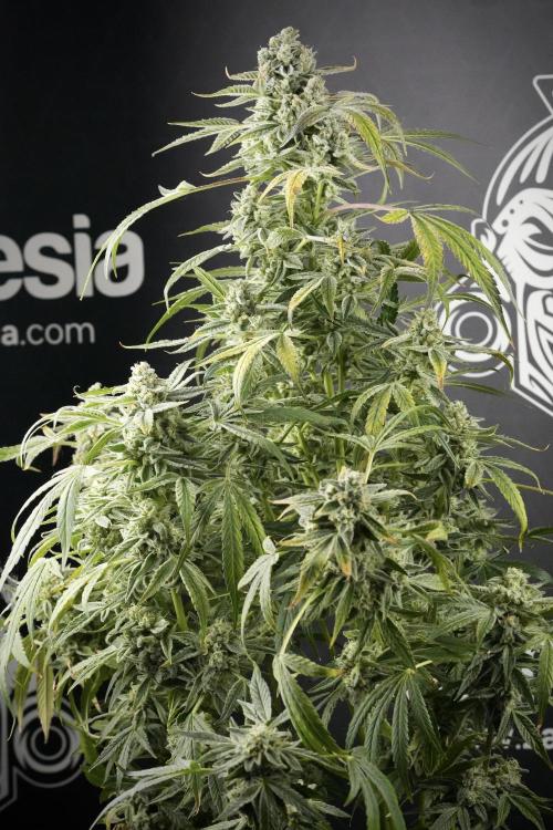 TicaL X Zamnesia-NectarDrip pack#268/750. Week 14 - Nectar Drop No Veg 12-12 from seed