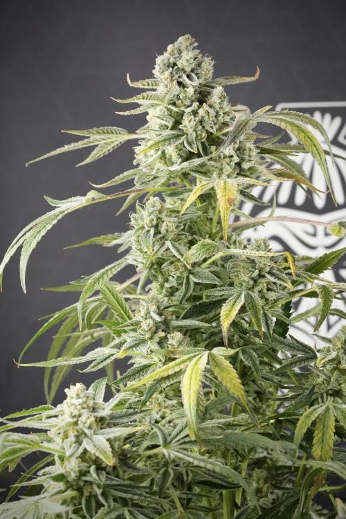 TicaL X Zamnesia-NectarDrip pack#268/750. Week 14 - Nectar Drop No Veg 12-12 from seed