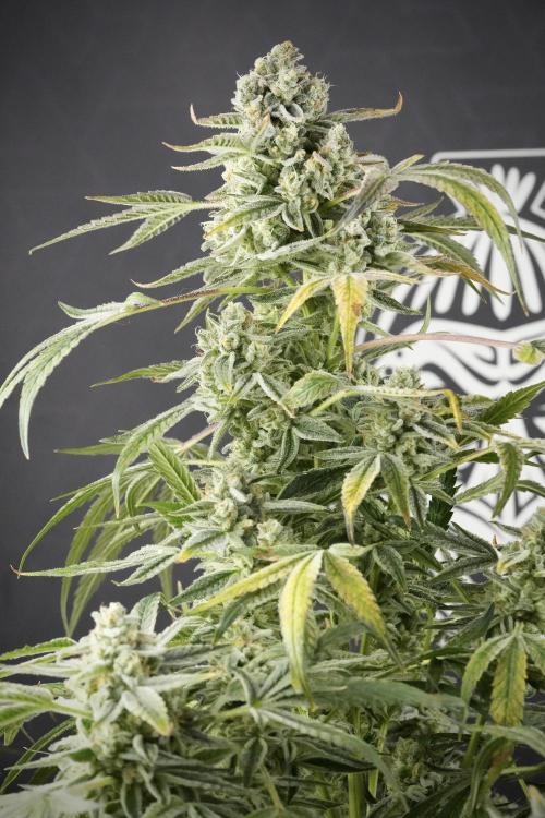 TicaL X Zamnesia-NectarDrip pack#268/750. Week 14 - Nectar Drop No Veg 12-12 from seed