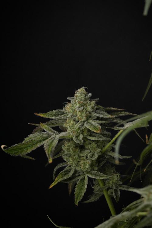 TicaL X Zamnesia-NectarDrip pack#268/750. Week 14 - Nectar Drop No Veg 12-12 from seed