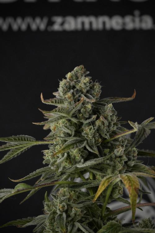 TicaL X Zamnesia-NectarDrip pack#268/750. Week 14 - Nectar Drop No Veg 12-12 from seed