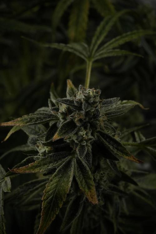 TicaL X Zamnesia-NectarDrip pack#268/750. Week 14 - Nectar Drop No Veg 12-12 from seed