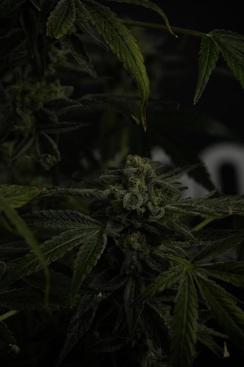 TicaL X Zamnesia-NectarDrip pack#268/750. Week 14 - Nectar Drop No Veg 12-12 from seed