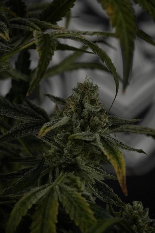 TicaL X Zamnesia-NectarDrip pack#268/750. Week 14 - Nectar Drop No Veg 12-12 from seed