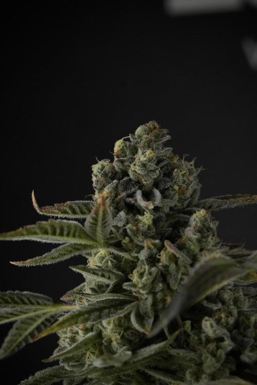TicaL X Zamnesia-NectarDrip pack#268/750. Week 14 - Nectar Drop No Veg 12-12 from seed
