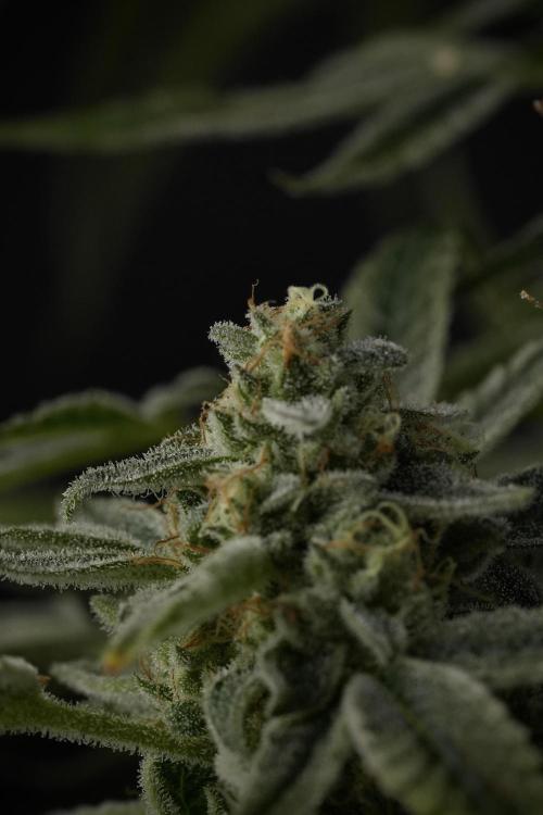 TicaL X Zamnesia-NectarDrip pack#268/750. Week 14 - Nectar Drop No Veg 12-12 from seed