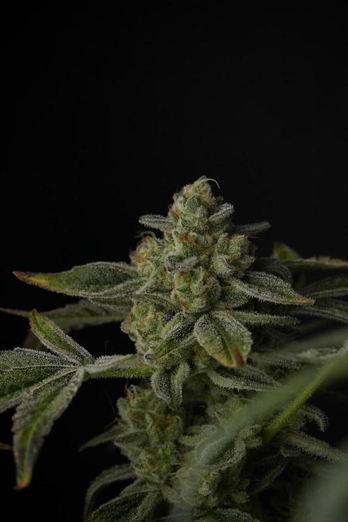 TicaL X Zamnesia-NectarDrip pack#268/750. Week 14 - Nectar Drop No Veg 12-12 from seed