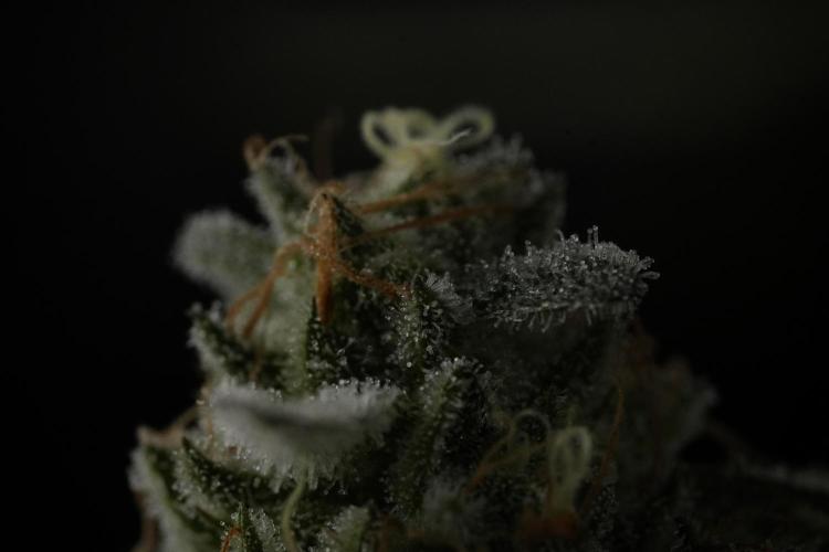 TicaL X Zamnesia-NectarDrip pack#268/750. Week 14 - Nectar Drop No Veg 12-12 from seed