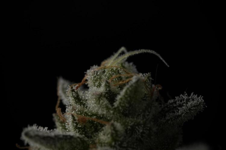 TicaL X Zamnesia-NectarDrip pack#268/750. Week 14 - Nectar Drop No Veg 12-12 from seed