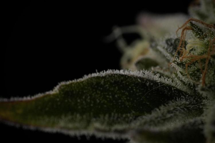 TicaL X Zamnesia-NectarDrip pack#268/750. Week 14 - Nectar Drop No Veg 12-12 from seed