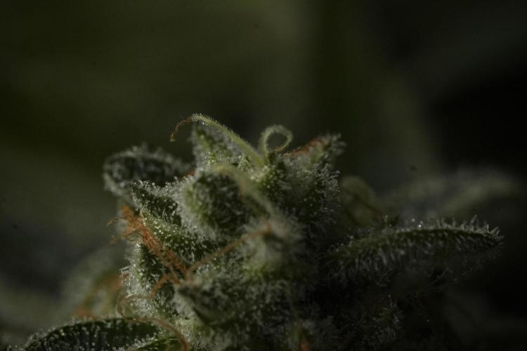 TicaL X Zamnesia-NectarDrip pack#268/750. Week 14 - Nectar Drop No Veg 12-12 from seed