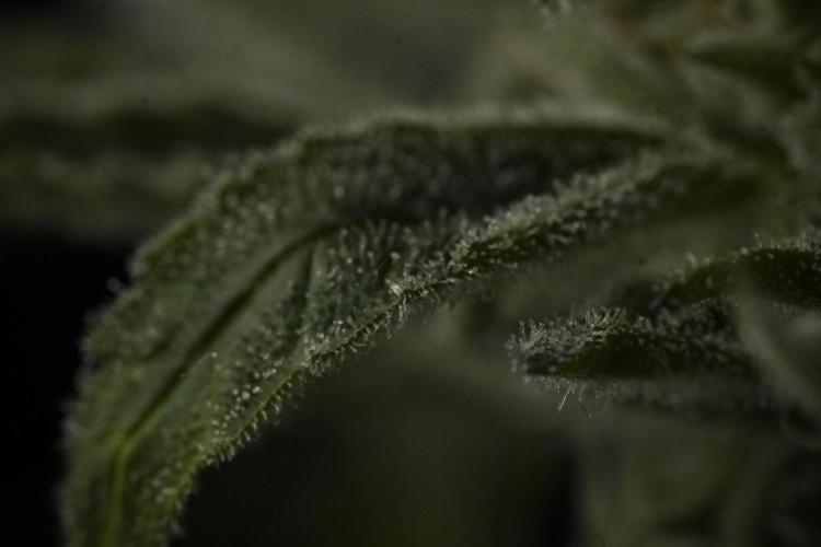 TicaL X Zamnesia-NectarDrip pack#268/750. Week 14 - Nectar Drop No Veg 12-12 from seed