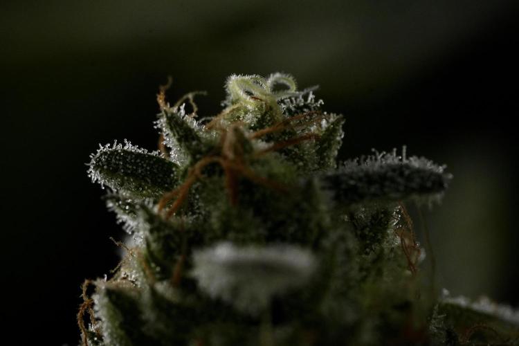 TicaL X Zamnesia-NectarDrip pack#268/750. Week 14 - Nectar Drop No Veg 12-12 from seed