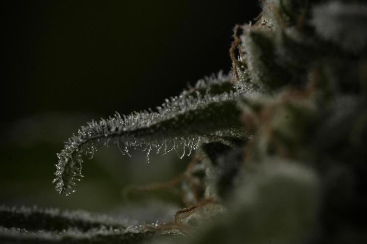 TicaL X Zamnesia-NectarDrip pack#268/750. Week 14 - Nectar Drop No Veg 12-12 from seed