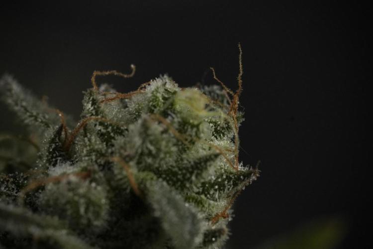 TicaL X Zamnesia-NectarDrip pack#268/750. Week 14 - Nectar Drop No Veg 12-12 from seed