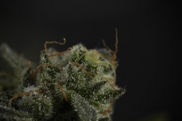 TicaL X Zamnesia-NectarDrip pack#268/750. Week 14 - Nectar Drop No Veg 12-12 from seed