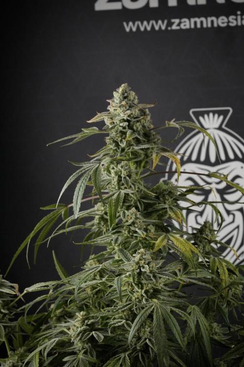 TicaL X Zamnesia-NectarDrip pack#268/750. Week 14 - Nectar Drop No Veg 12-12 from seed