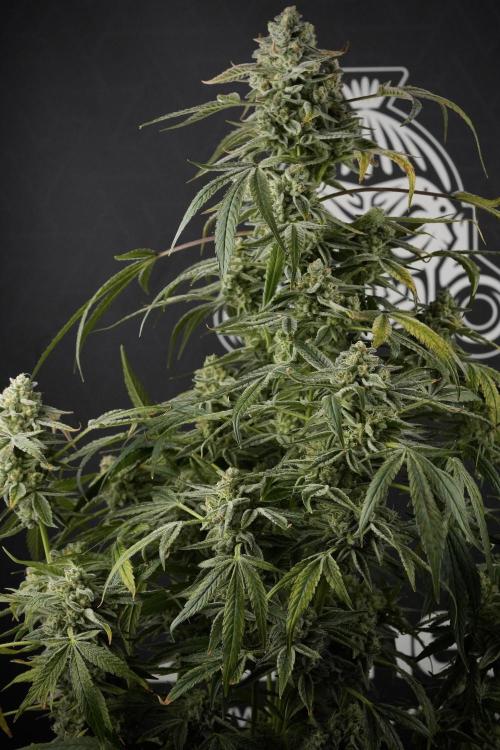 TicaL X Zamnesia-NectarDrip pack#268/750. Week 14 - Nectar Drop No Veg 12-12 from seed