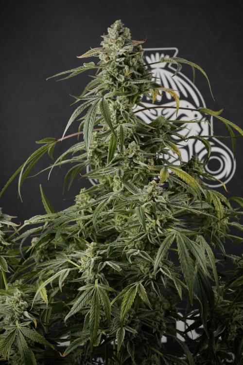 TicaL X Zamnesia-NectarDrip pack#268/750. Week 14 - Nectar Drop No Veg 12-12 from seed
