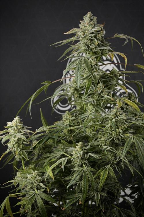 TicaL X Zamnesia-NectarDrip pack#268/750. Week 14 - Nectar Drop No Veg 12-12 from seed