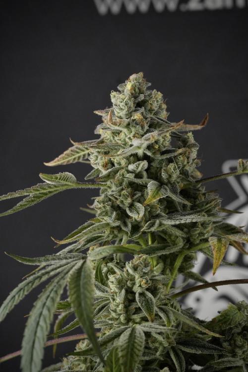 TicaL X Zamnesia-NectarDrip pack#268/750. Week 14 - Nectar Drop No Veg 12-12 from seed